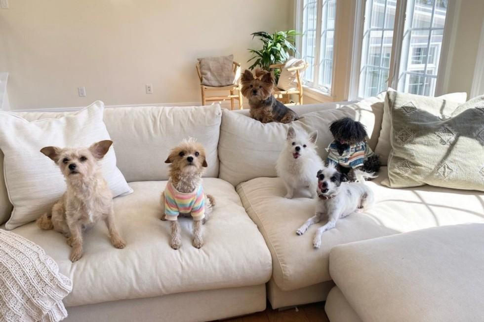 “Covered in Pet Hair? Clean It in Seconds — No Refills Needed.”